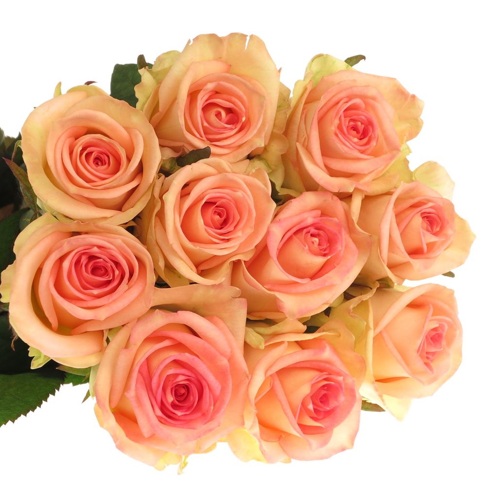 Rose creme/rosa Moyhe 70cm