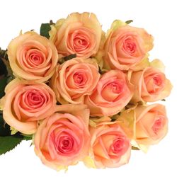 Rose creme/rosa Moyhe 70cm