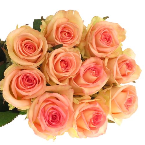 Rose creme/rosa Moyhe 70cm