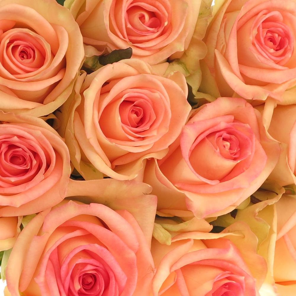 Rose creme/rosa Moyhe 70cm