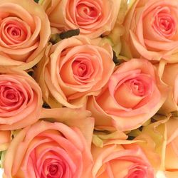 Rose creme/rosa Moyhe 70cm