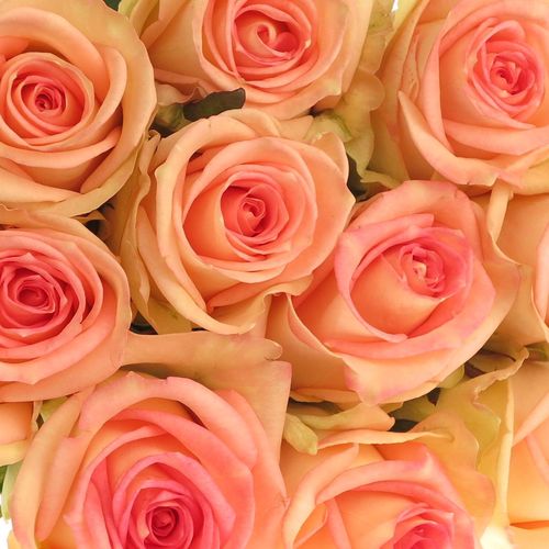 Rose creme/rosa Moyhe 70cm