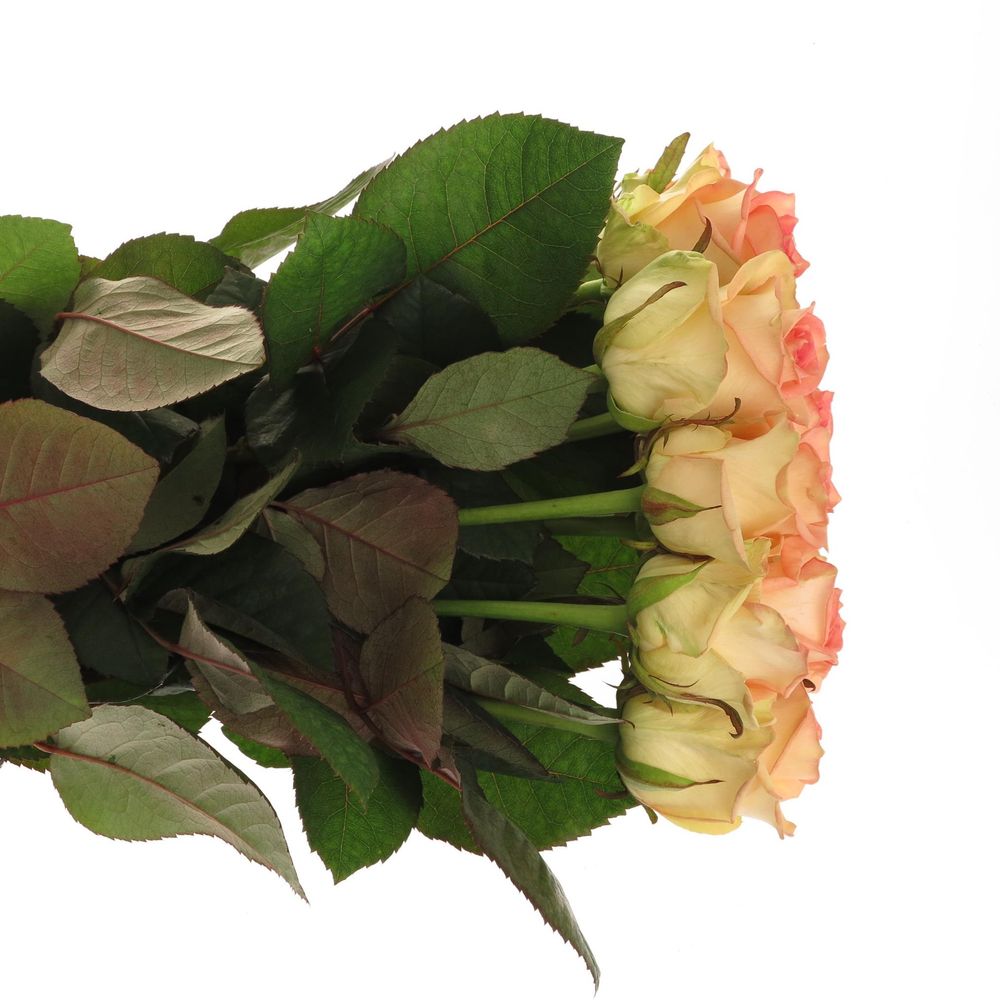 Rose creme/rosa Moyhe 70cm