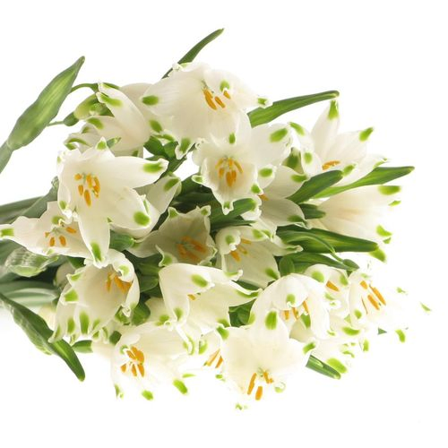 Leucojum Aestivum 35cm