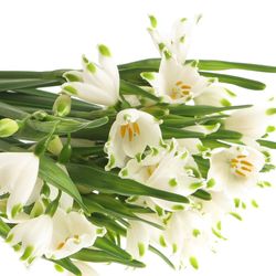Leucojum Aestivum 35cm