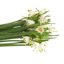 Leucojum Aestivum 35cm