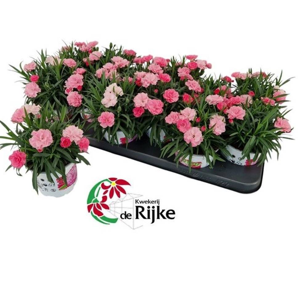 Dianthus rosa mix im Topf IloveU T10,5 H020
