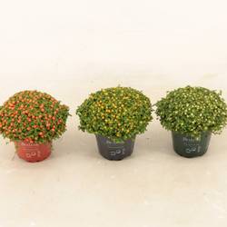 Nertera mix Granadensis T08 H010