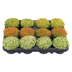 Nertera mix Granadensis T08 H010