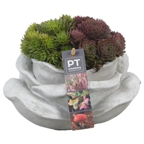 Garten.Arr PTAH8623 Allerheiligen T20 H019