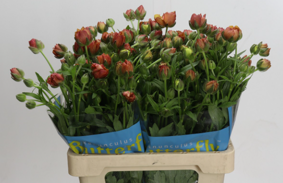 Ranunkel d, orange/gelb Butterfly Uranus 65 Gramm 70cm