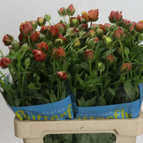 Ranunkel d, orange/gelb Butterfly Uranus 65 Gramm 70cm