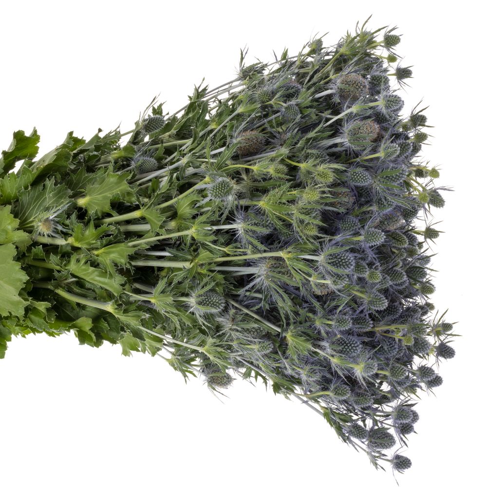 Distel blau Blue Lagoon 70cm