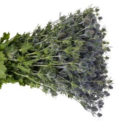 Distel blau Blue Lagoon 70cm