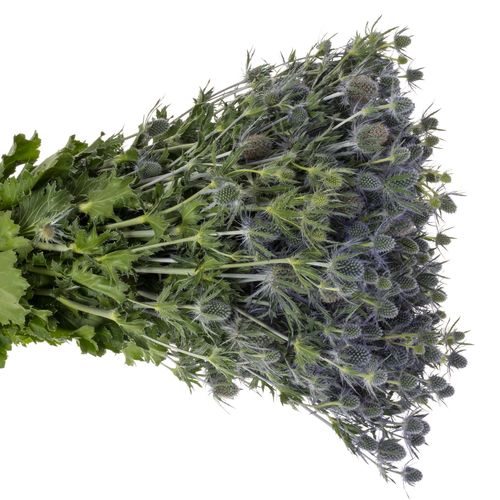 Distel blau Blue Lagoon 70cm
