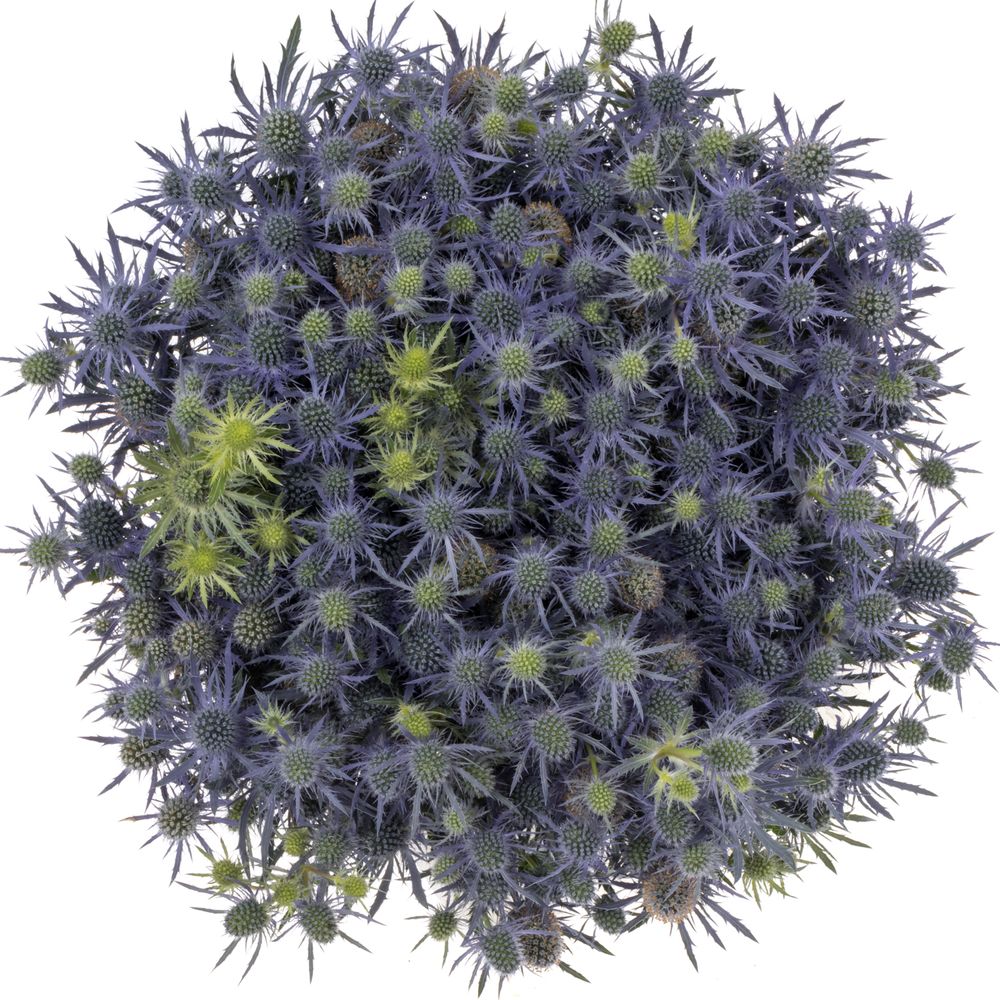 Distel blau Blue Lagoon 70cm