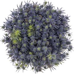 Distel blau Blue Lagoon 70cm