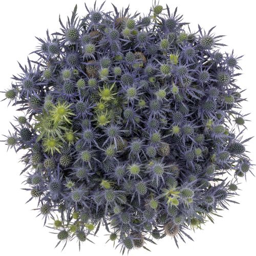 Distel blau Blue Lagoon 70cm
