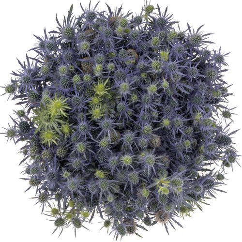 Distel blau Blue Lagoon 70cm