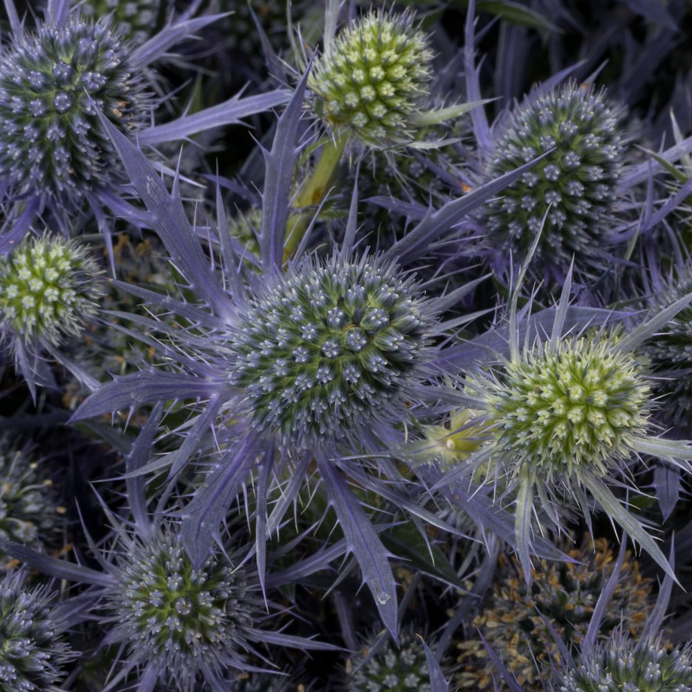 Distel blau Blue Lagoon 70cm