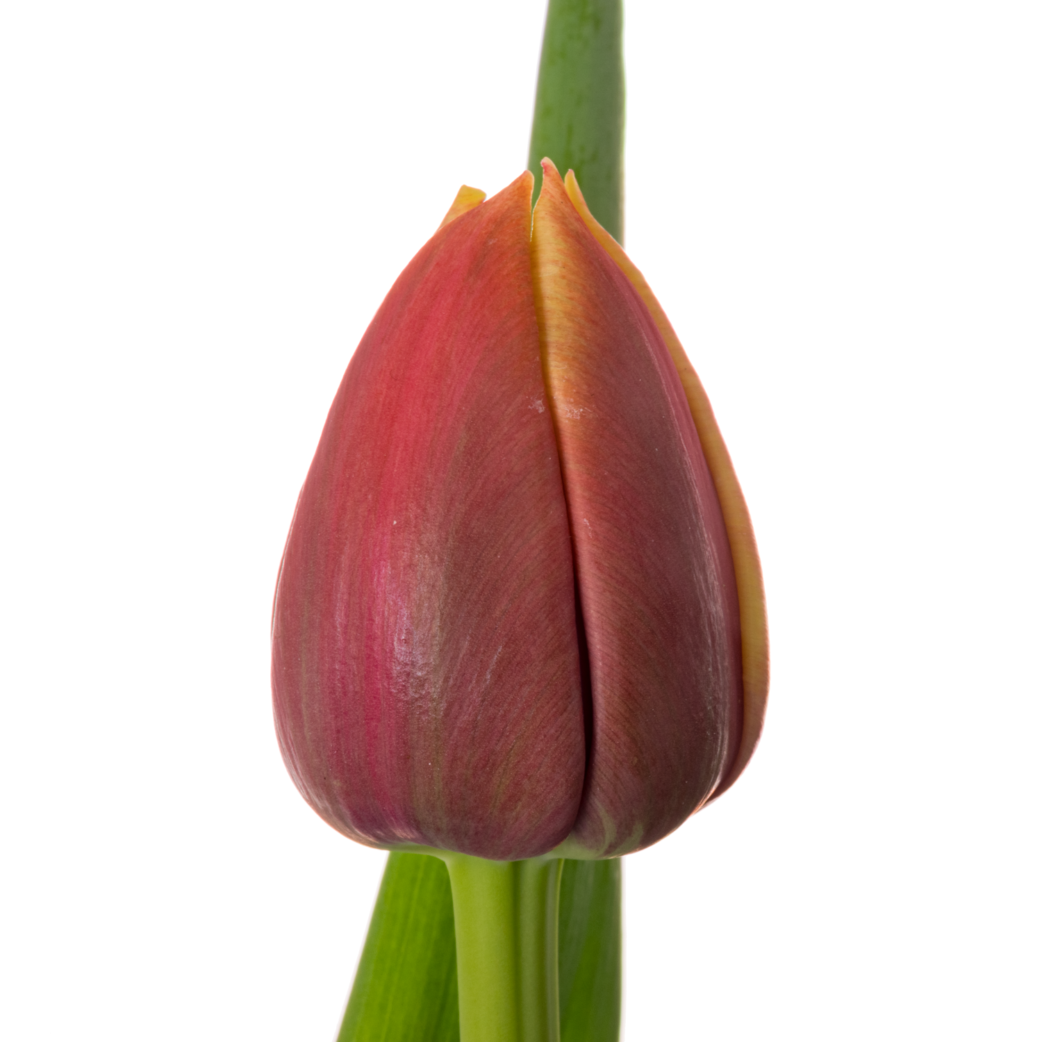 Tulpe orange/creme doppel Sunset bliss 44 Gramm