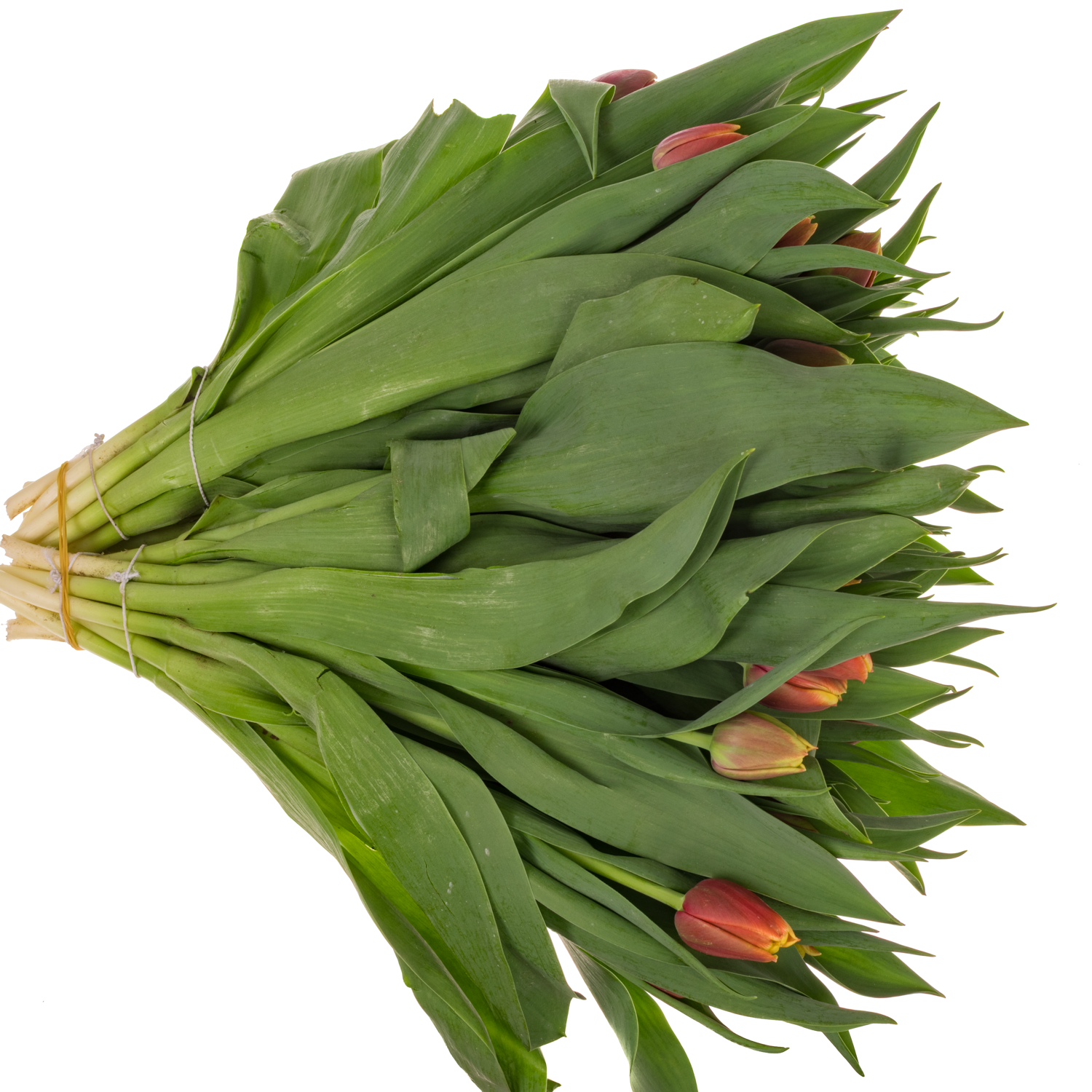 Tulpe orange/creme doppel Sunset bliss 44 Gramm