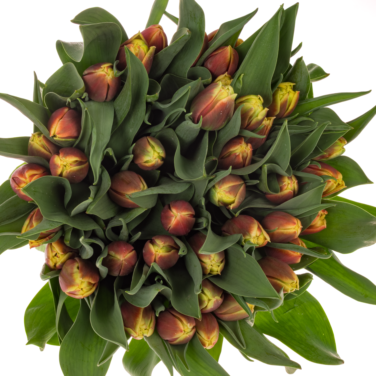 Tulpe orange/creme doppel Sunset bliss 44 Gramm