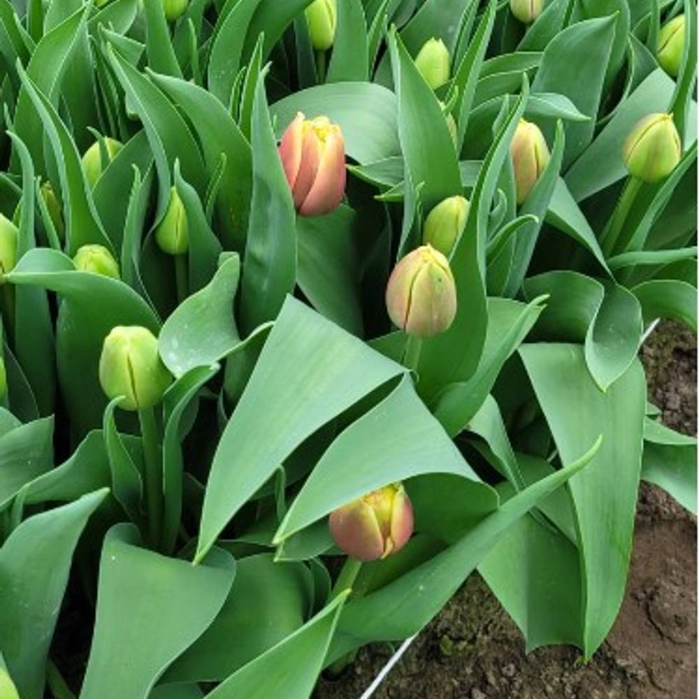 Tulpe orange/creme doppel Sunset bliss 44 Gramm