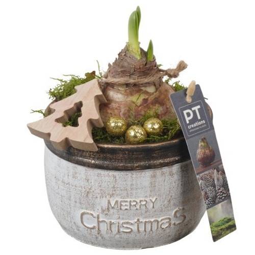 Amaryl.Arr PTACH5846 rote Bl. Weihnachten T13 H020