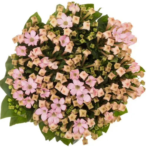 Bouvardie rosa Sweet jewel 40cm