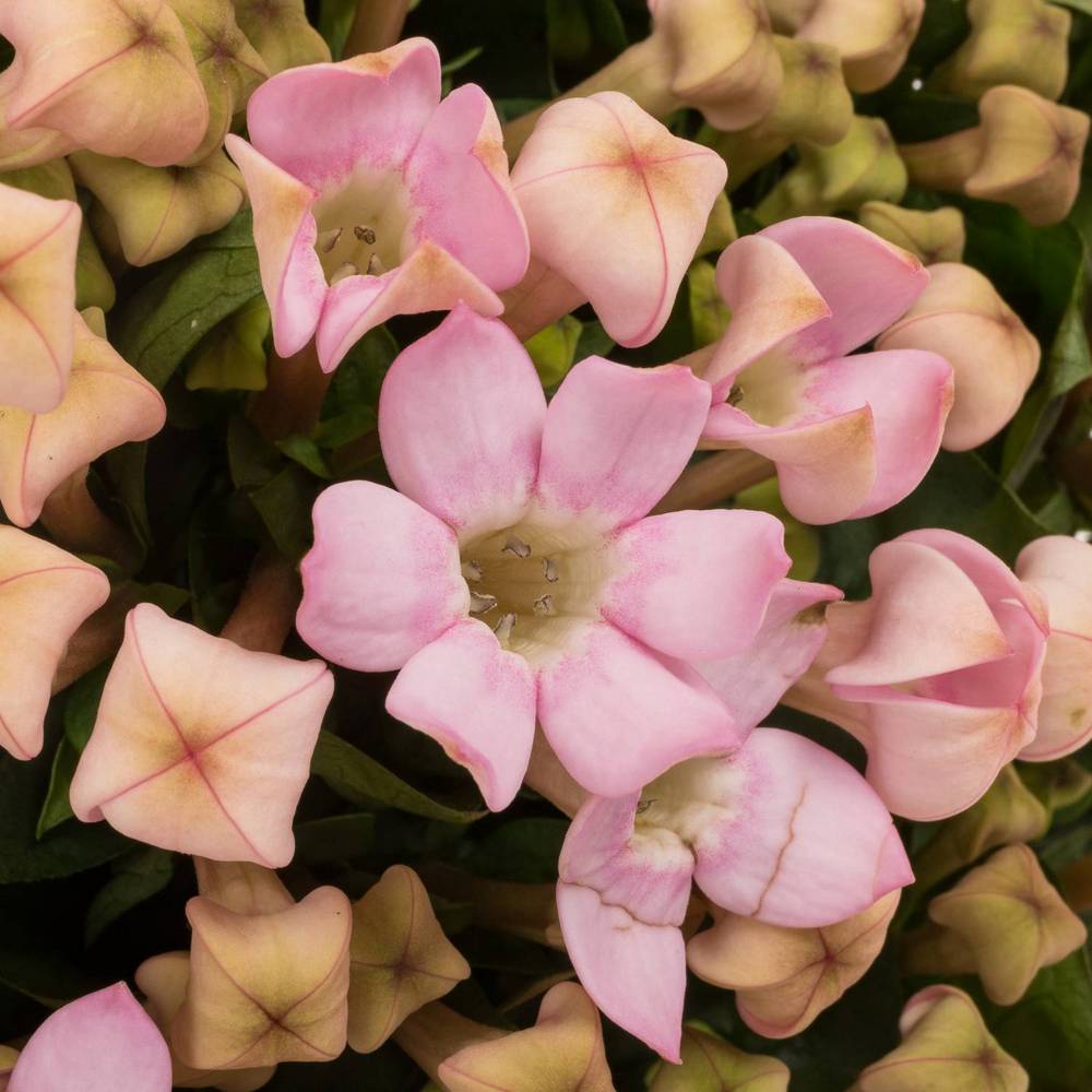 Bouvardie rosa Sweet jewel 40cm