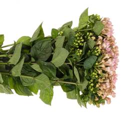Bouvardie rosa Sweet jewel 40cm