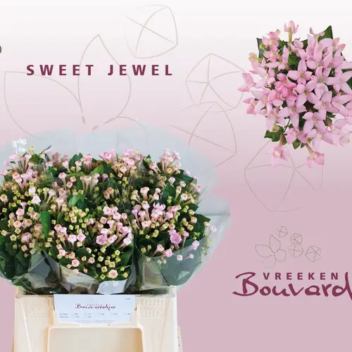 Bouvardie rosa Sweet jewel 40cm