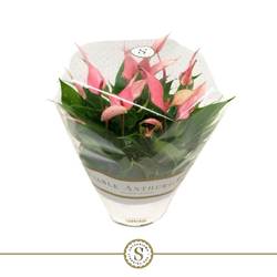 Anthurium rosa Lilli Schale T17 H030