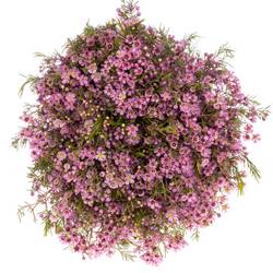 Wachsflower rosa Michal 70Gramm 80cm