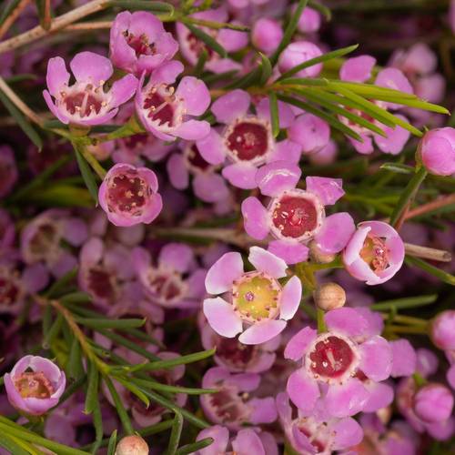 Wachsflower rosa Michal 70Gramm 80cm