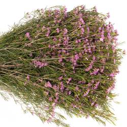 Wachsflower rosa Michal 70Gramm 80cm