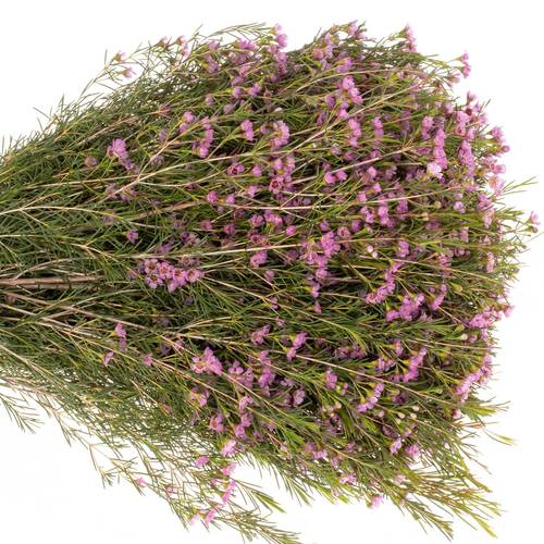 Wachsflower rosa Michal 70Gramm 80cm