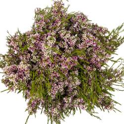 Wachsflower lila Niki 40 Gramm 70cm