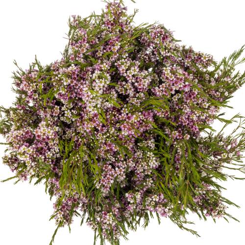 Wachsflower lila Niki 40 Gramm 70cm