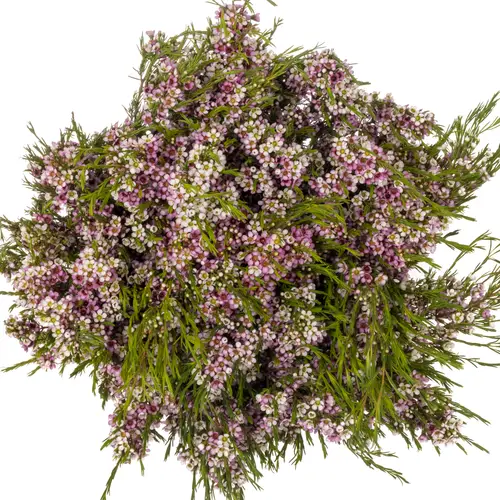 Wachsflower lila Niki 40 Gramm 70cm