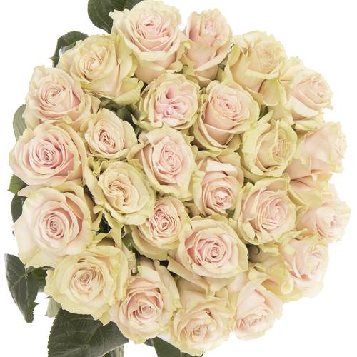 Rose rosa Pink Mondial (Ec) 40cm