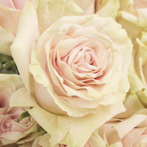 Rose rosa Pink Mondial (Ec) 40cm