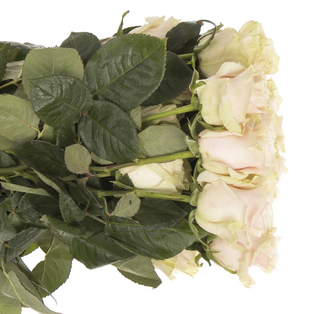 Rose rosa Pink Mondial (Ec) 40cm