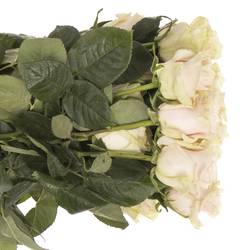 Rose rosa Pink Mondial (Ec) 40cm