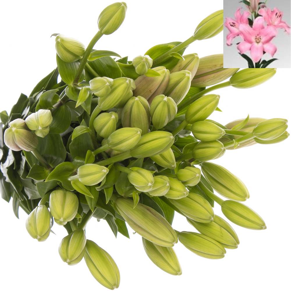 Lilie asiatisch rosa Tirreno 4+Blüte 80cm