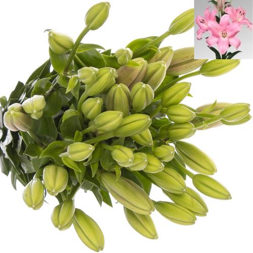 Lilie asiatisch rosa Tirreno 4+Blüte 80cm