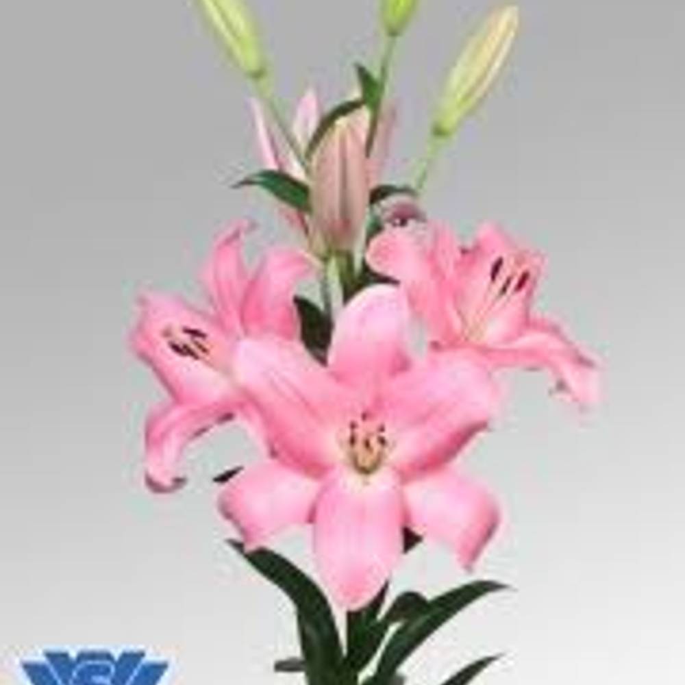 Lilie asiatisch rosa Tirreno 4+Blüte 80cm