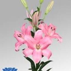 Lilie asiatisch rosa Tirreno 4+Blüte 80cm