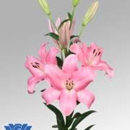 Lilie asiatisch rosa Tirreno 4+Blüte 80cm
